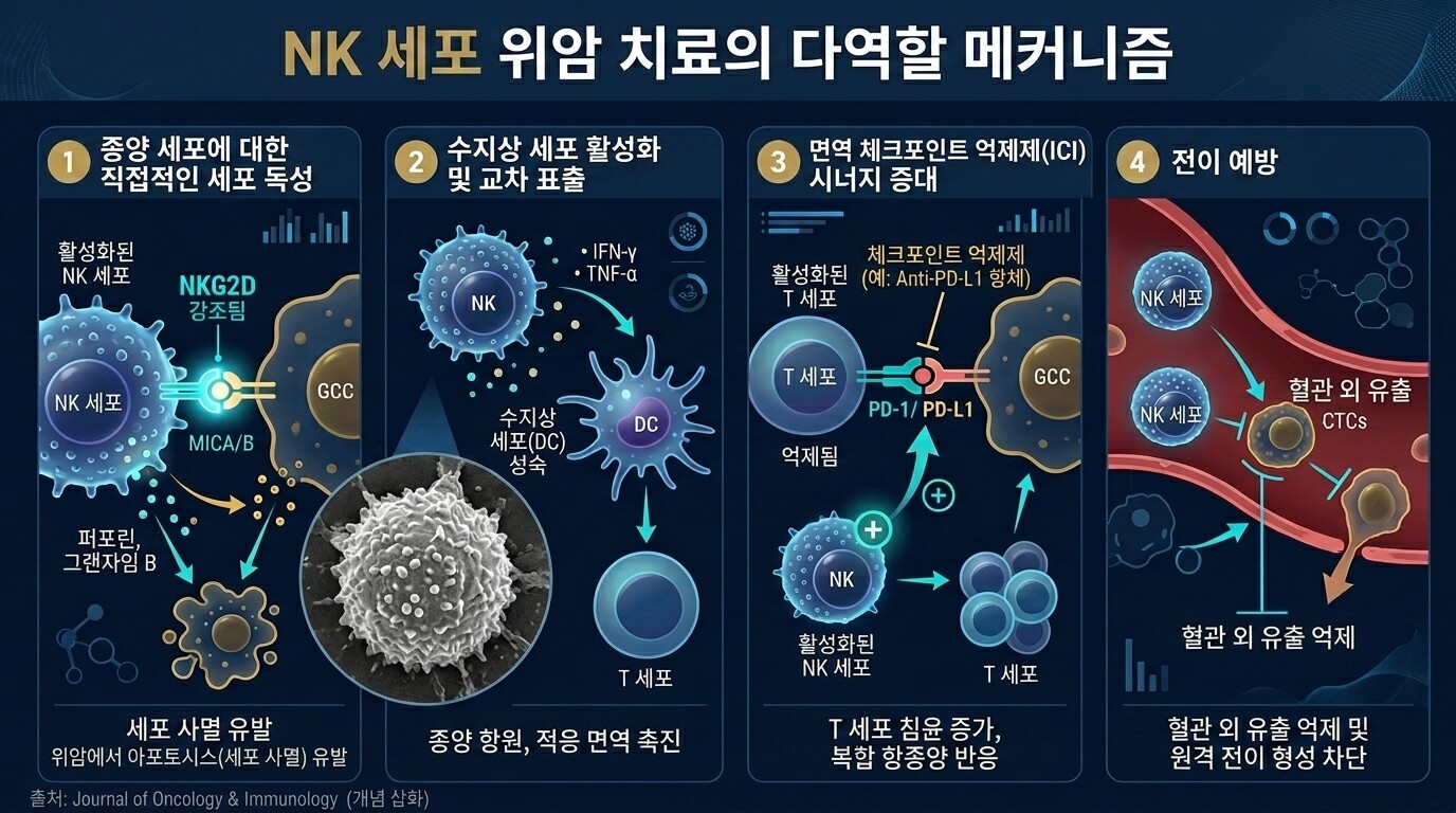 위암 NK세포 4가지 역할 수지상세포 면역관문억제제