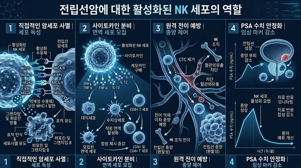 전립선암 NK세포 4가지 역할 PSA 안정화