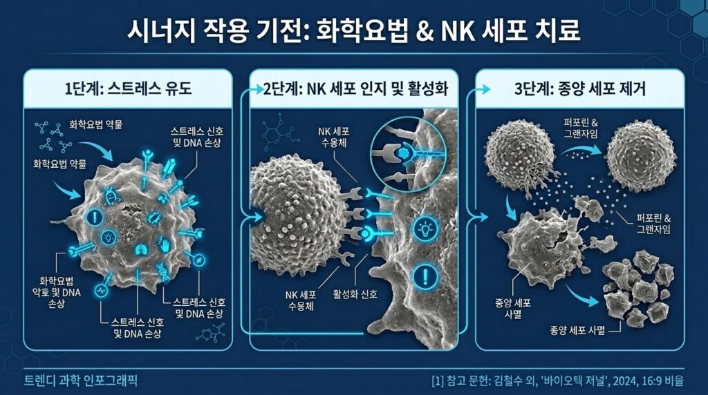 항암치료중 nk면역세포의 역할